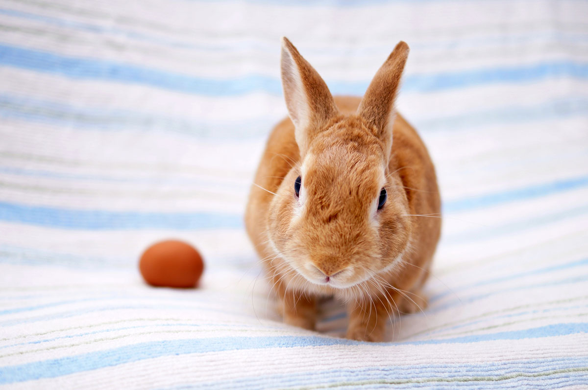 ウサギの飼い方は？特徴・種類・性格・寿命・かかりやすい病気についても徹底解説の画像10