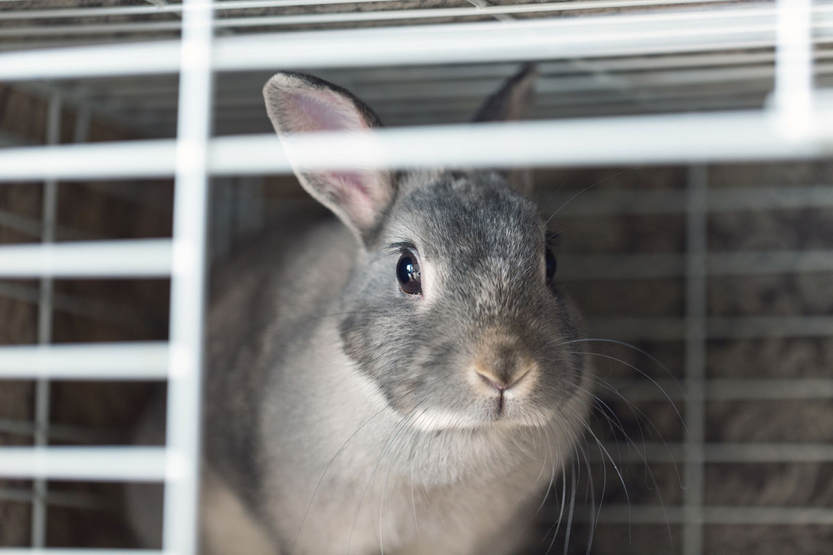 ウサギの飼い方は？特徴・種類・性格・寿命・かかりやすい病気についても徹底解説の画像11