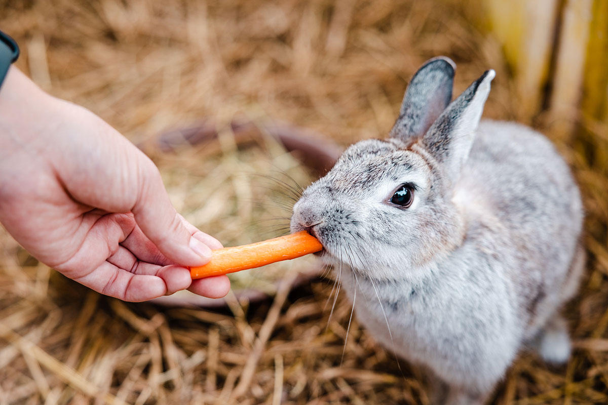 ウサギの飼い方は？特徴・種類・性格・寿命・かかりやすい病気についても徹底解説の画像12