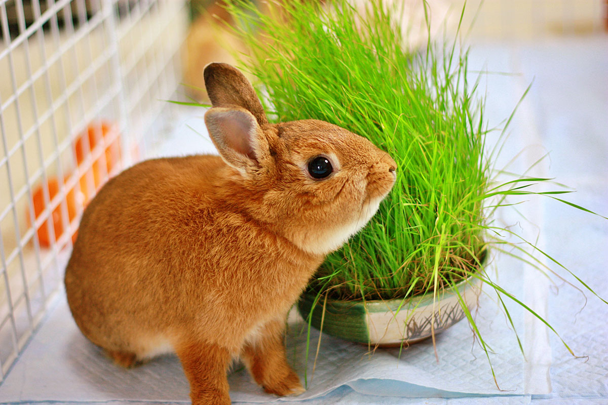 ウサギの飼い方は？特徴・種類・性格・寿命・かかりやすい病気についても徹底解説の画像16