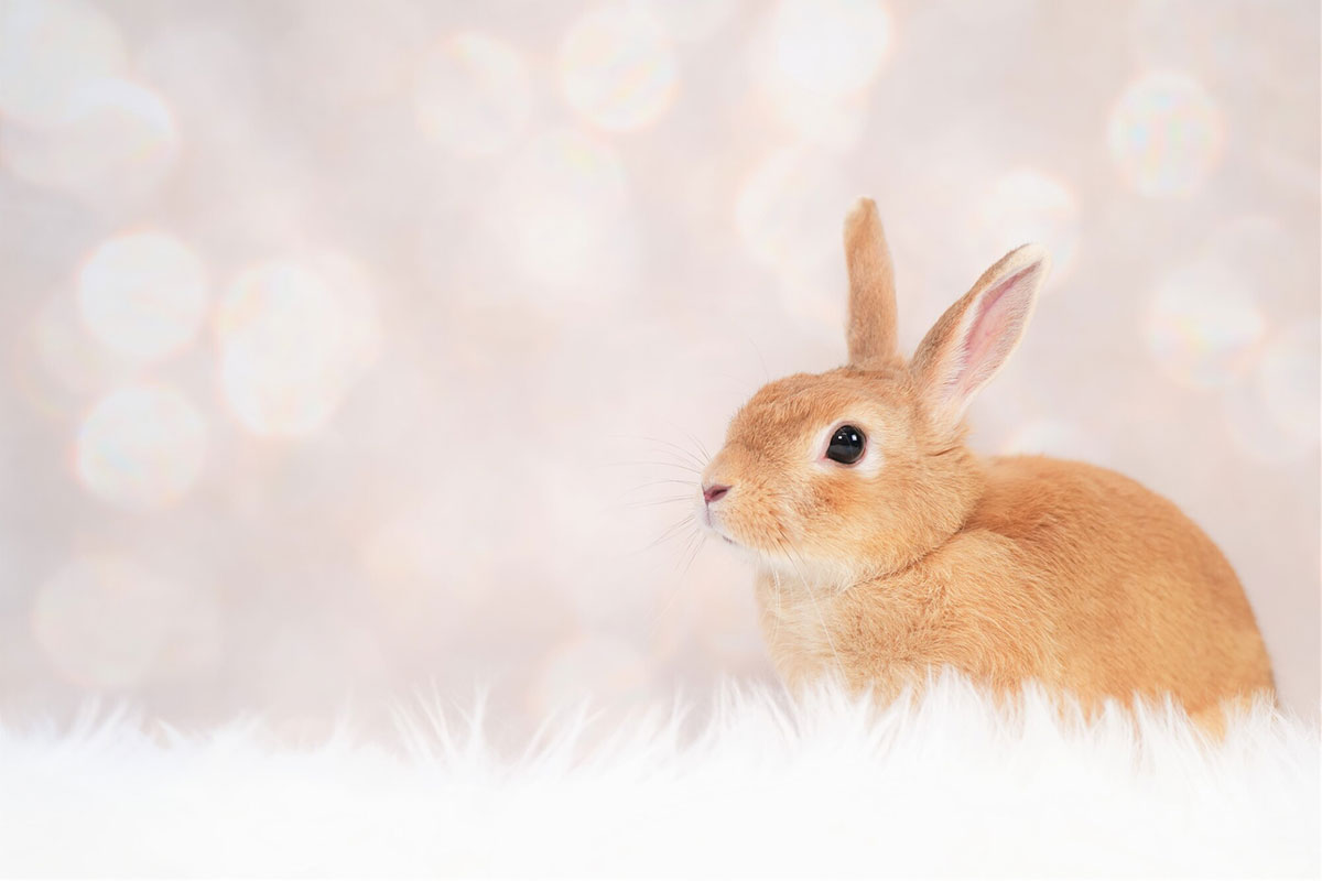 ウサギの飼い方は？特徴・種類・性格・寿命・かかりやすい病気についても徹底解説の画像17