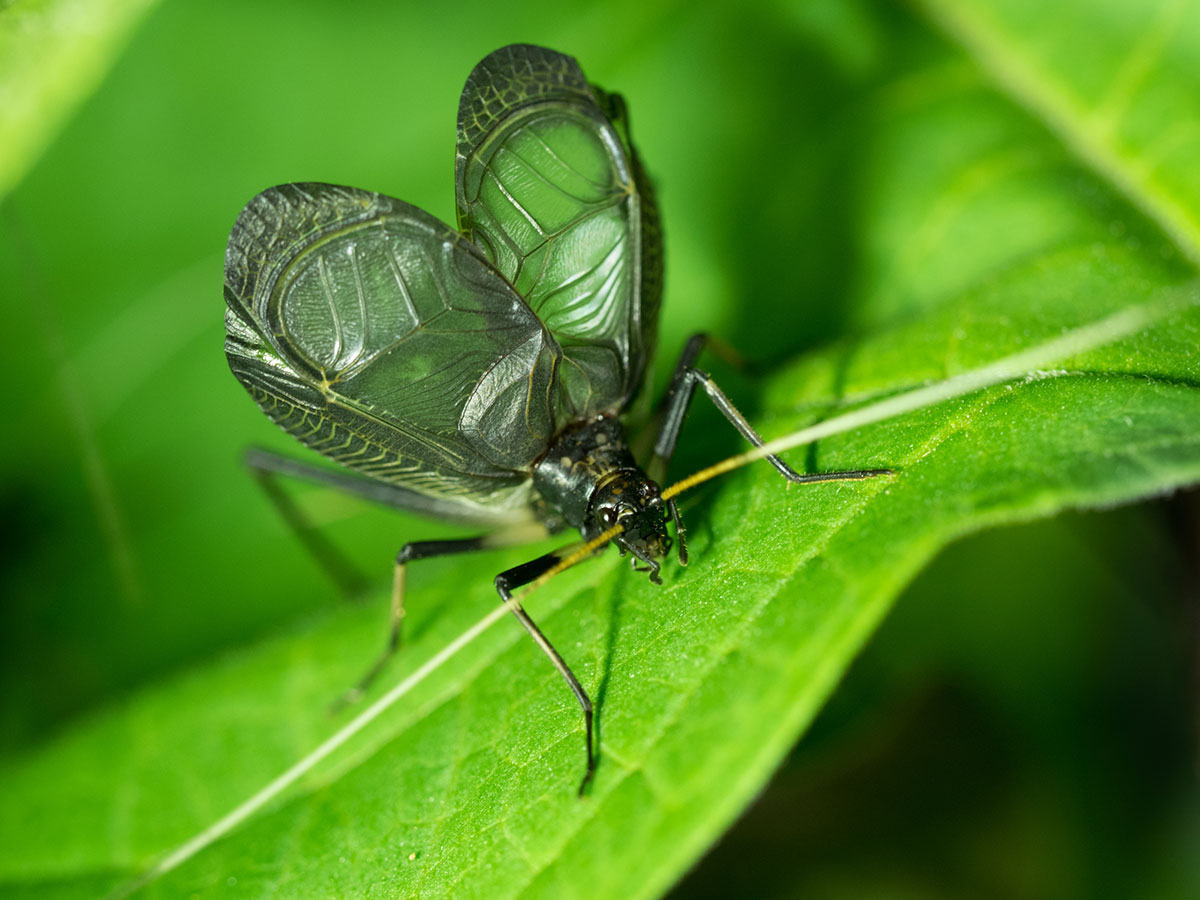 秋の虫といえば？秋の虫の鳴き声や虫取りの持ち物・コツを紹介の画像01