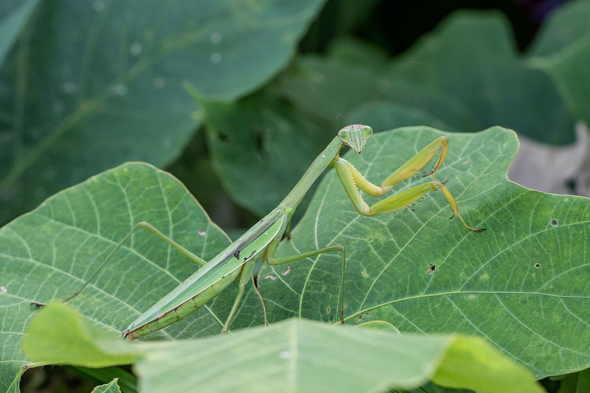 秋の虫といえば？秋の虫の鳴き声や虫取りの持ち物・コツを紹介の画像05