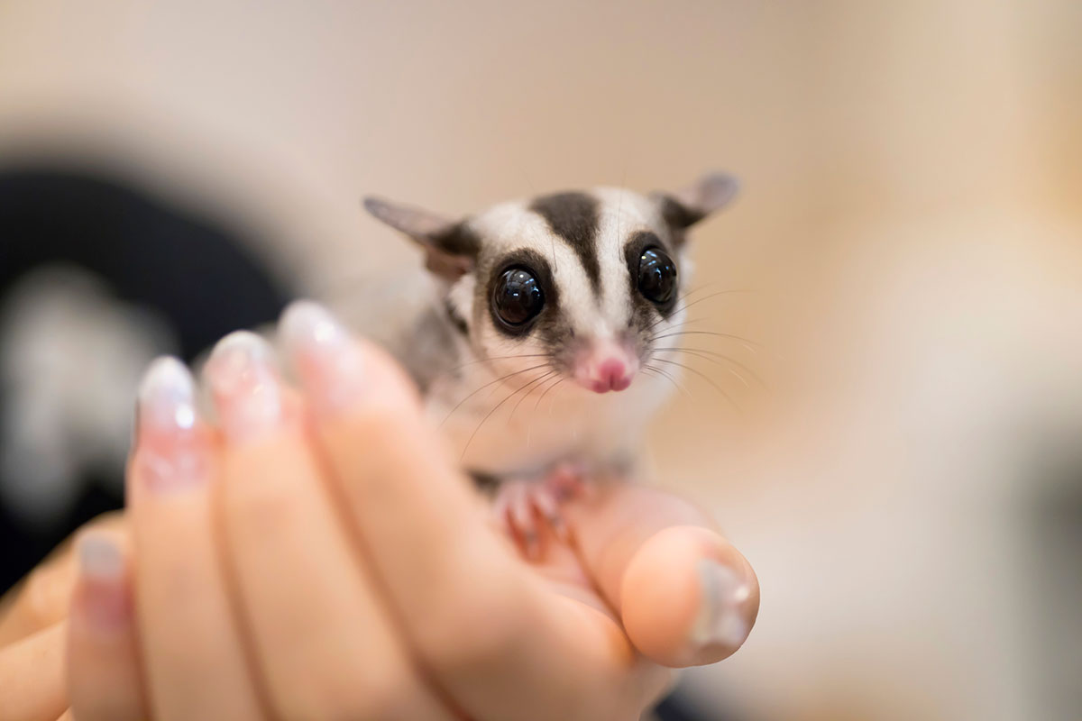 モモンガの飼い方は？ペットとして人気の種類や値段、寿命やムササビとの違いも解説！の画像01