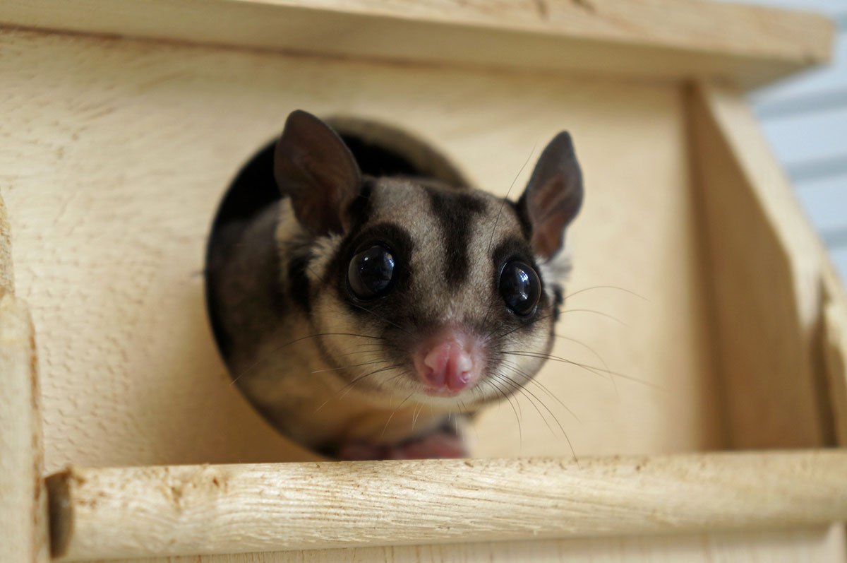 モモンガの飼い方は？ペットとして人気の種類や値段、寿命やムササビとの違いも解説！の画像04