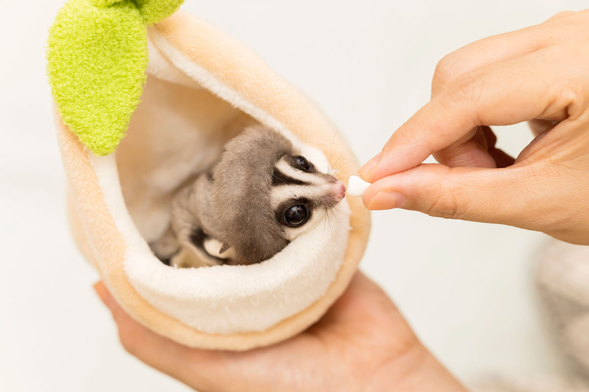 モモンガの飼い方は？ペットとして人気の種類や値段、寿命やムササビとの違いも解説！の画像05