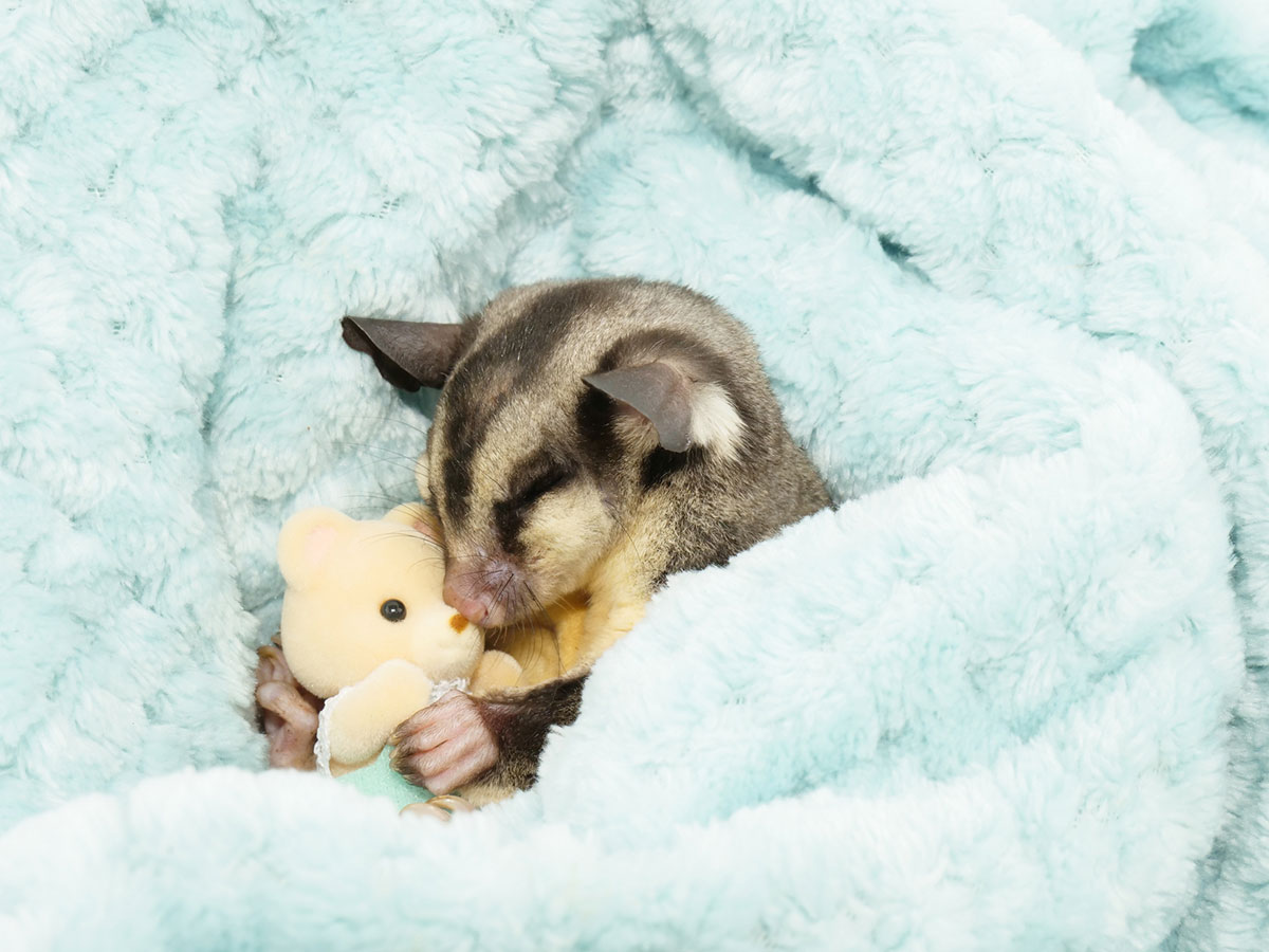 モモンガの飼い方は？ペットとして人気の種類や値段、寿命やムササビとの違いも解説！の画像06