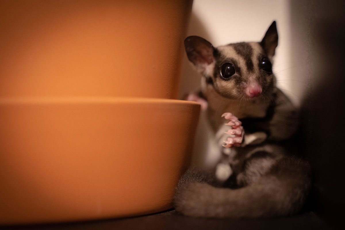 モモンガの飼い方は？ペットとして人気の種類や値段、寿命やムササビとの違いも解説！の画像10