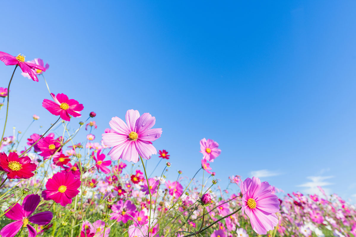 赤い花20選！春夏秋冬別に特徴や花言葉を紹介の画像13