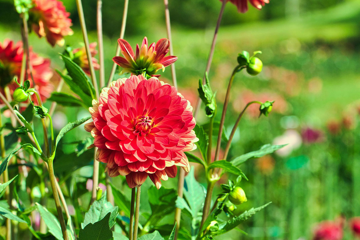 赤い花20選！春夏秋冬別に特徴や花言葉を紹介の画像15