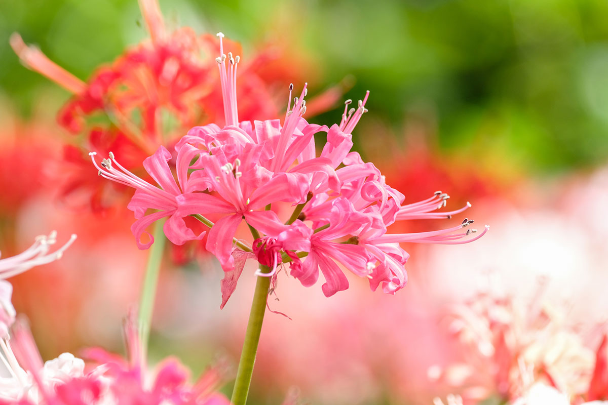 赤い花20選！春夏秋冬別に特徴や花言葉を紹介の画像16