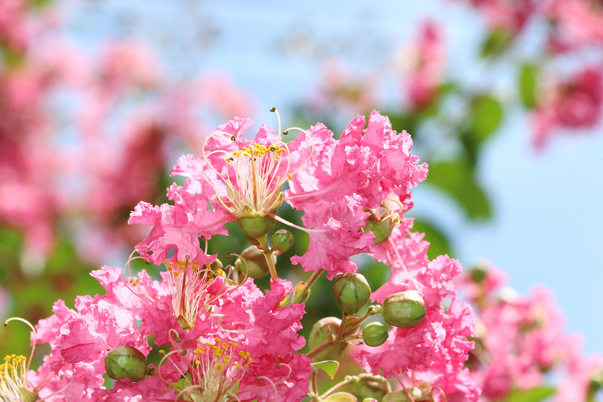 赤い花20選！春夏秋冬別に特徴や花言葉を紹介の画像23