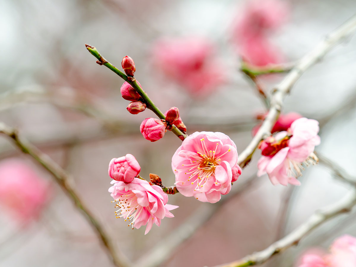 赤い花20選！春夏秋冬別に特徴や花言葉を紹介の画像25