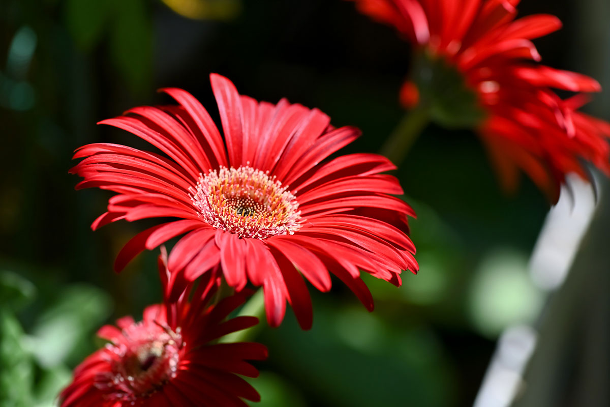 赤い花20選！春夏秋冬別に特徴や花言葉を紹介の画像26