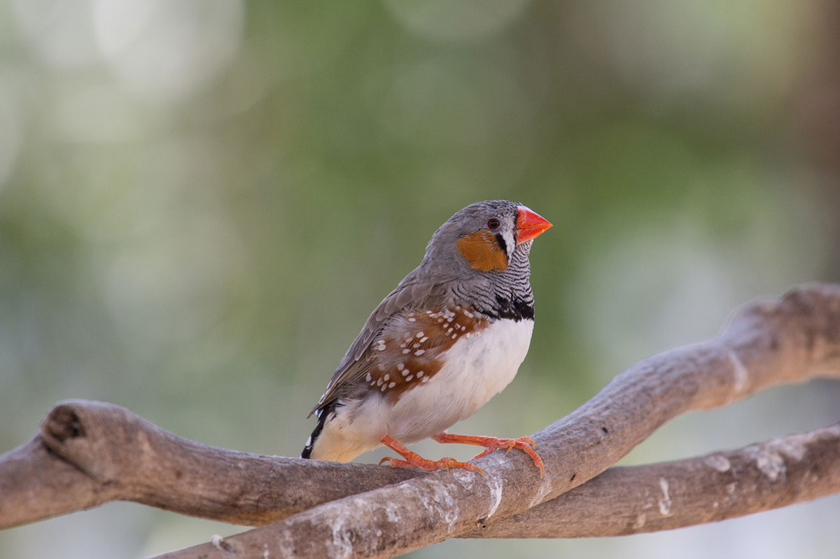 キンカチョウの飼い方は？種類や鳴き声、寿命や飼育の際の注意点も解説！の画像01