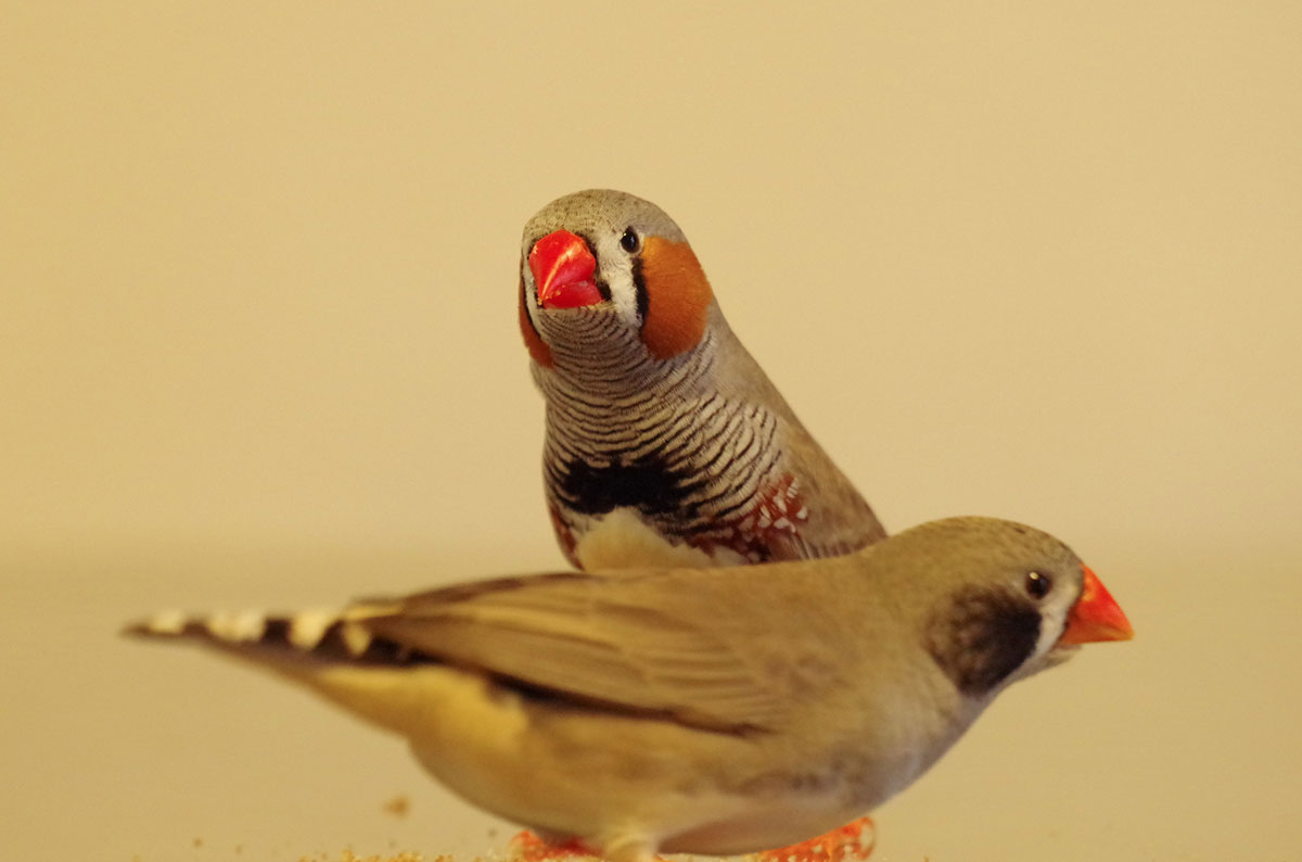 キンカチョウの飼い方は？種類や鳴き声、寿命や飼育の際の注意点も解説！の画像02