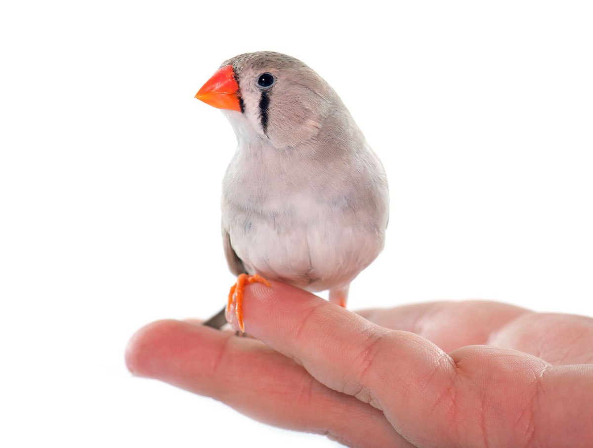 キンカチョウの飼い方は？種類や鳴き声、寿命や飼育の際の注意点も解説！の画像03