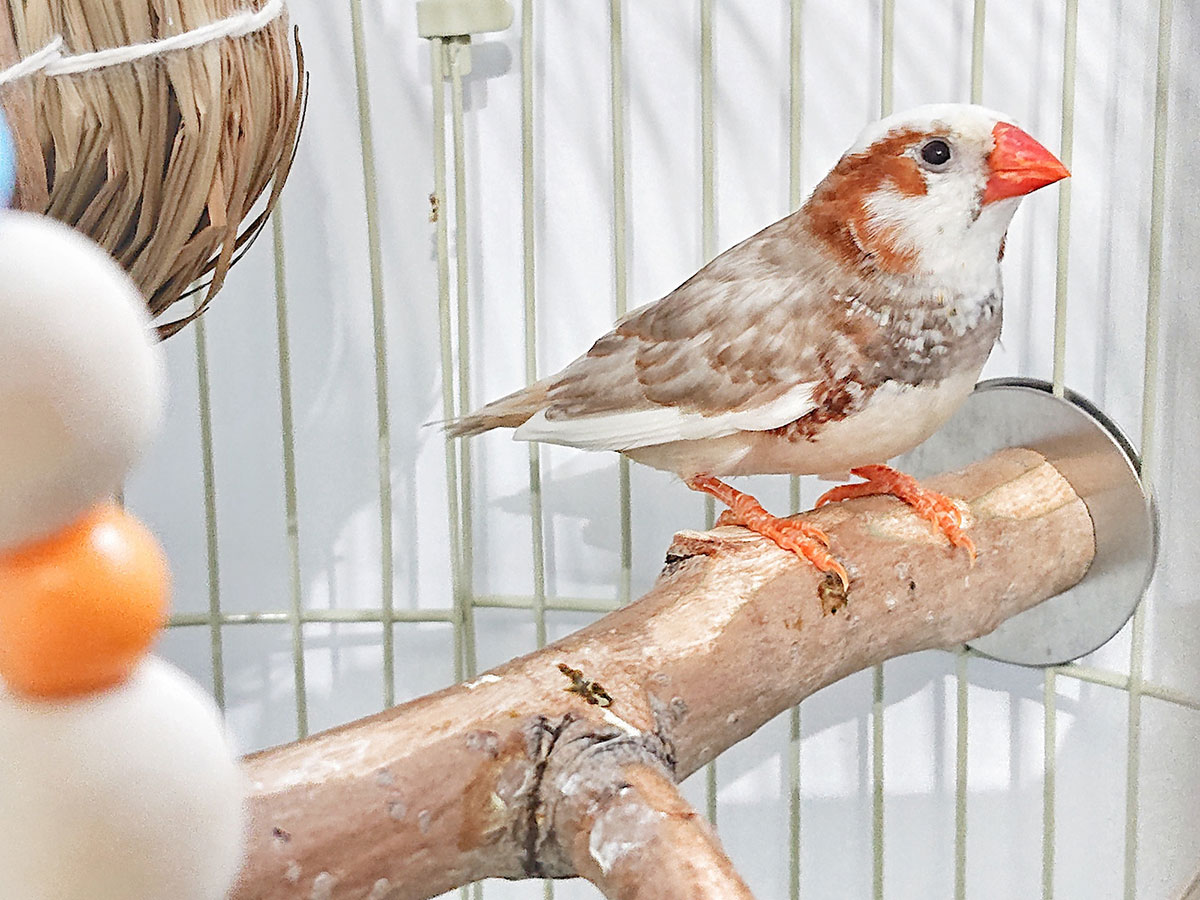 キンカチョウの飼い方は？種類や鳴き声、寿命や飼育の際の注意点も解説！の画像05