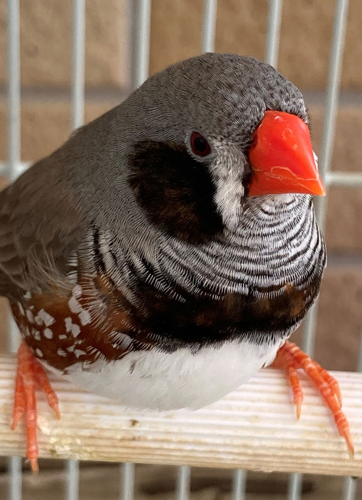 キンカチョウの飼い方は？種類や鳴き声、寿命や飼育の際の注意点も解説！の画像06