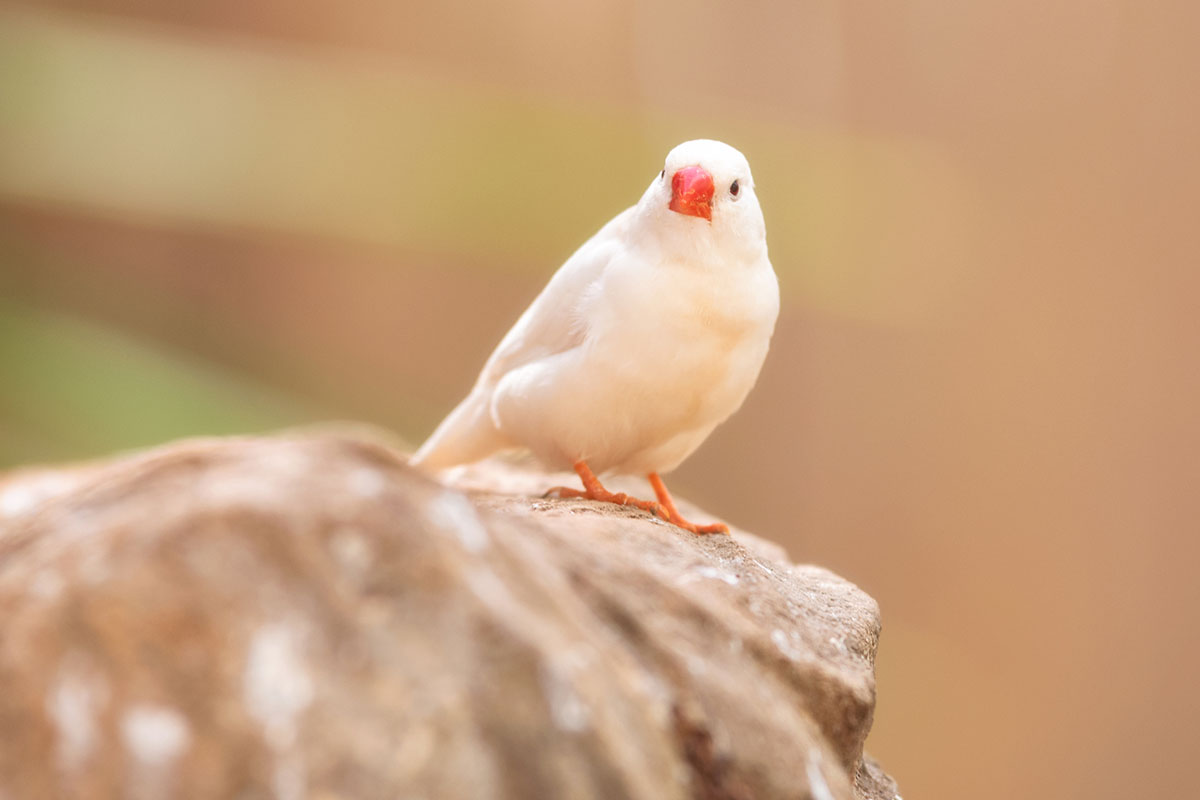 キンカチョウの飼い方は？種類や鳴き声、寿命や飼育の際の注意点も解説！の画像07