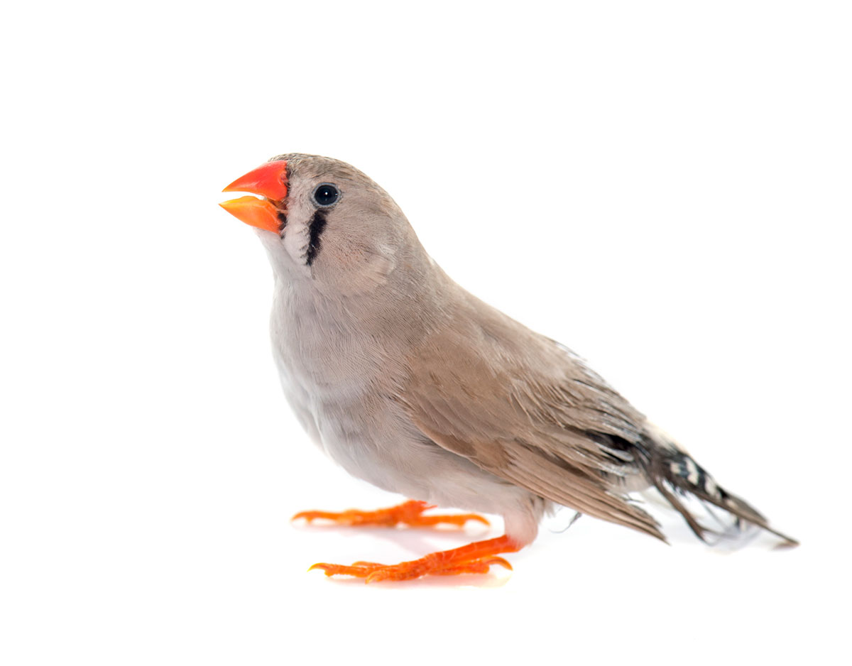 キンカチョウの飼い方は？種類や鳴き声、寿命や飼育の際の注意点も解説！の画像08