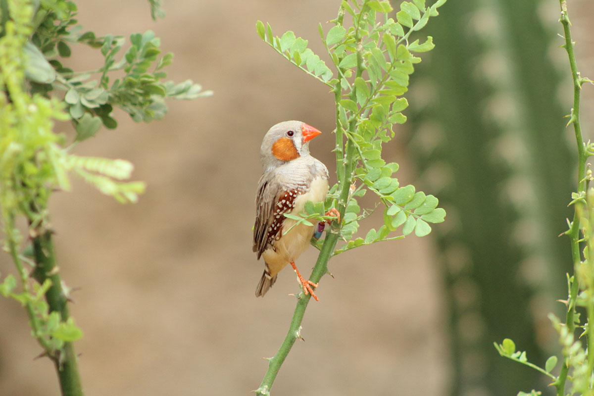 キンカチョウの飼い方は？種類や鳴き声、寿命や飼育の際の注意点も解説！の画像11