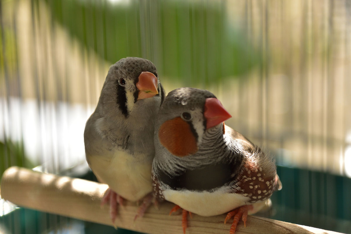 キンカチョウの飼い方は？種類や鳴き声、寿命や飼育の際の注意点も解説！の画像12