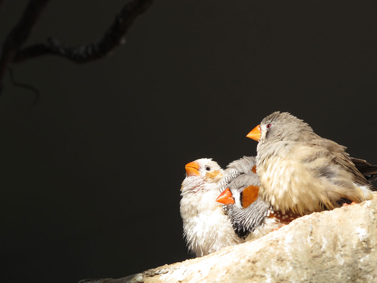 キンカチョウの飼い方は？種類や鳴き声、寿命や飼育の際の注意点も解説！の画像15