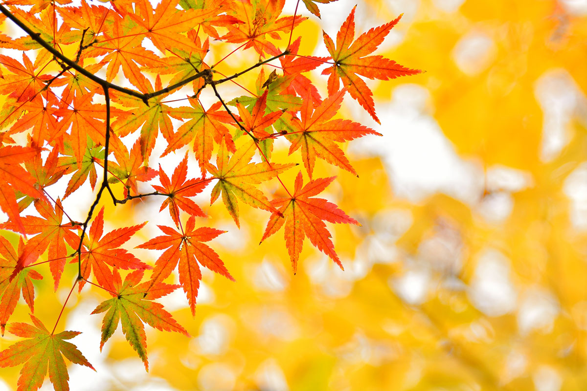 11月のイベントといえば？子どもと学べるネタも紹介！の画像01