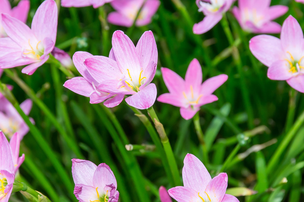 タイトル：ピンクの花20選！春夏秋冬の季節別に特徴を紹介の画像04