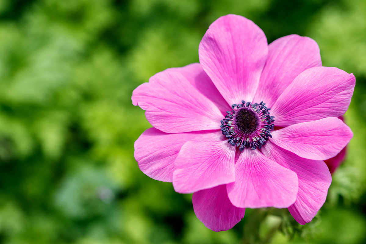 タイトル：ピンクの花20選！春夏秋冬の季節別に特徴を紹介の画像05