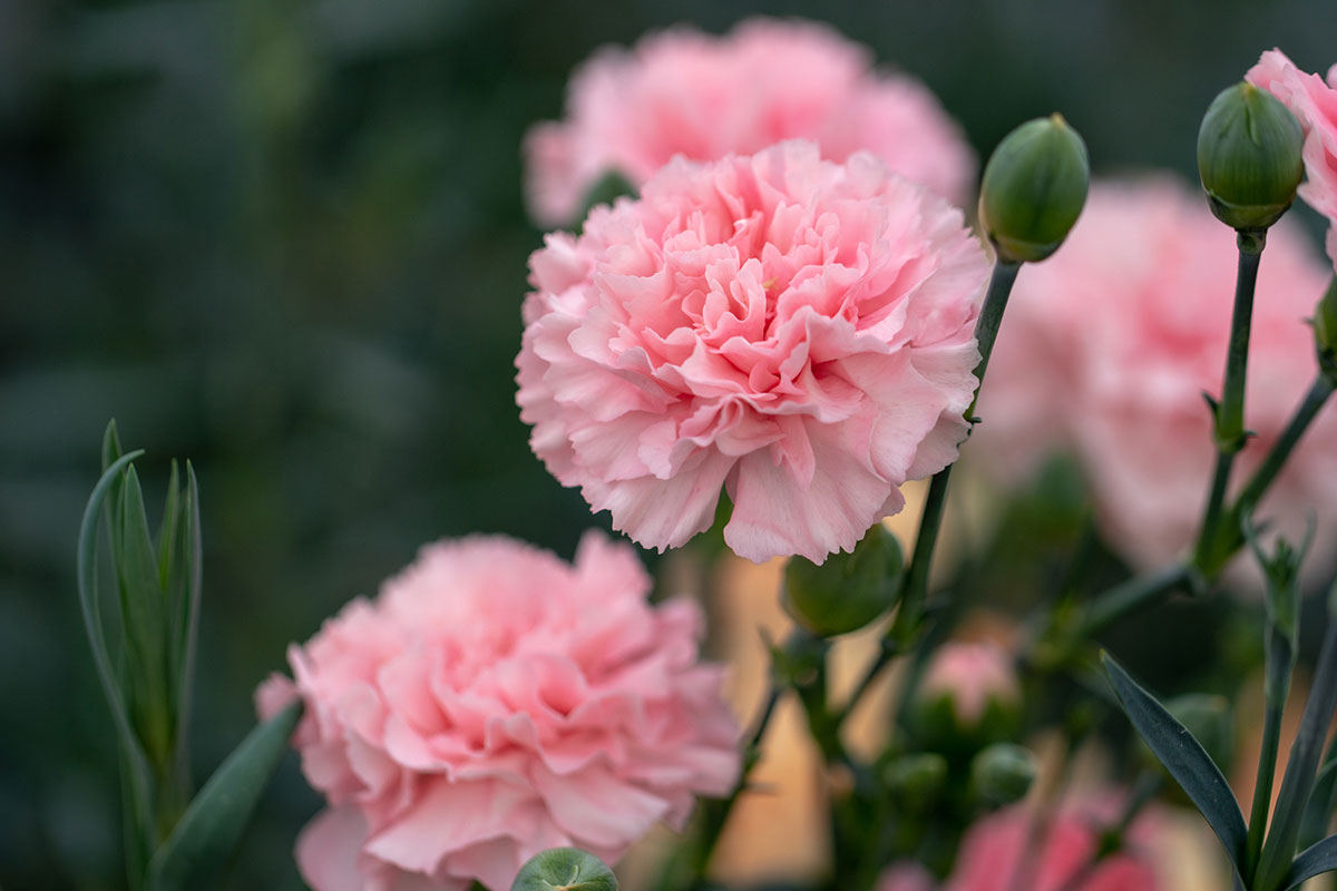 タイトル：ピンクの花20選！春夏秋冬の季節別に特徴を紹介の画像06