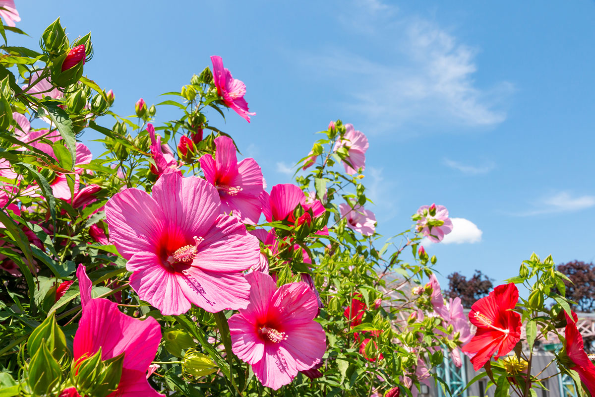 タイトル：ピンクの花20選！春夏秋冬の季節別に特徴を紹介の画像08