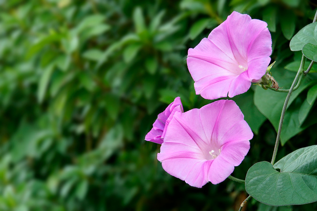 タイトル：ピンクの花20選！春夏秋冬の季節別に特徴を紹介の画像09