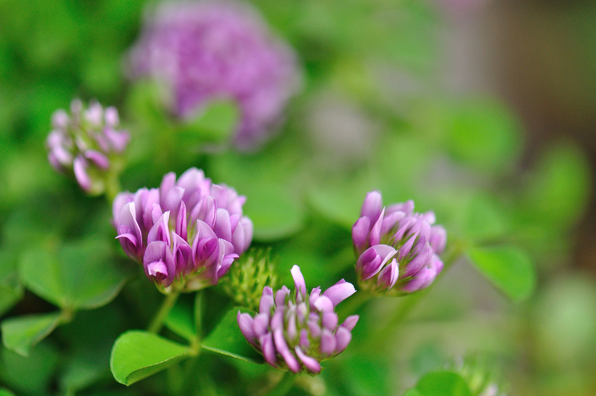 タイトル：ピンクの花20選！春夏秋冬の季節別に特徴を紹介の画像10