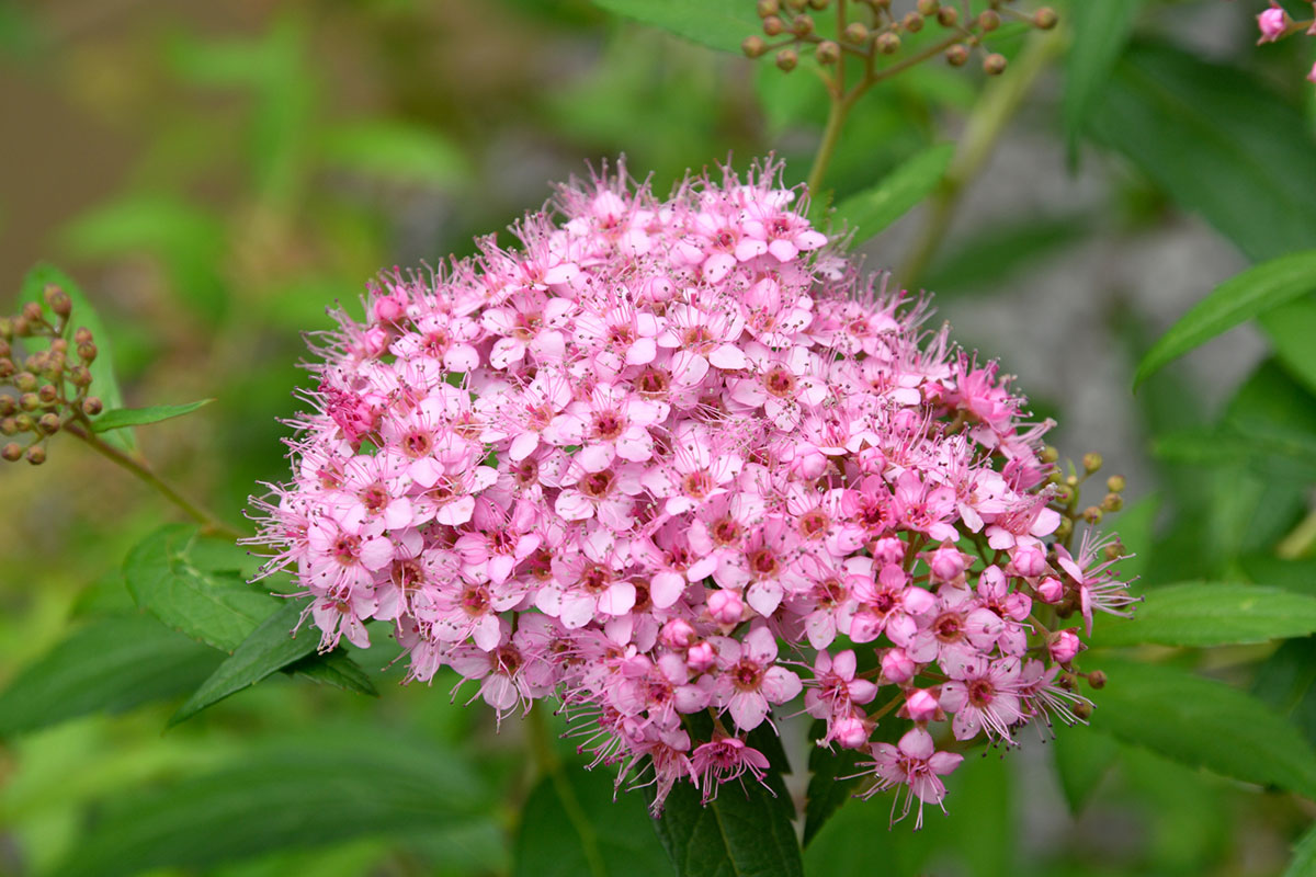 タイトル：ピンクの花20選！春夏秋冬の季節別に特徴を紹介の画像11