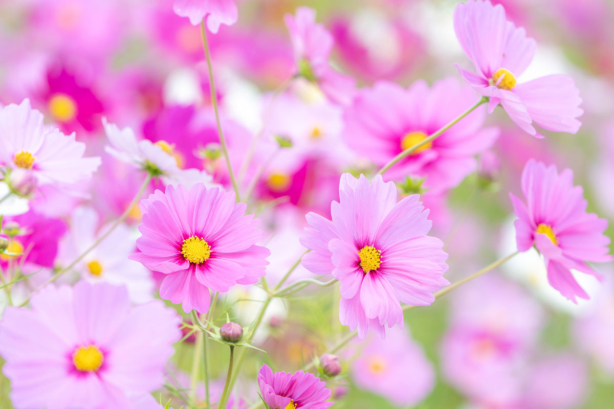 タイトル：ピンクの花20選！春夏秋冬の季節別に特徴を紹介の画像13