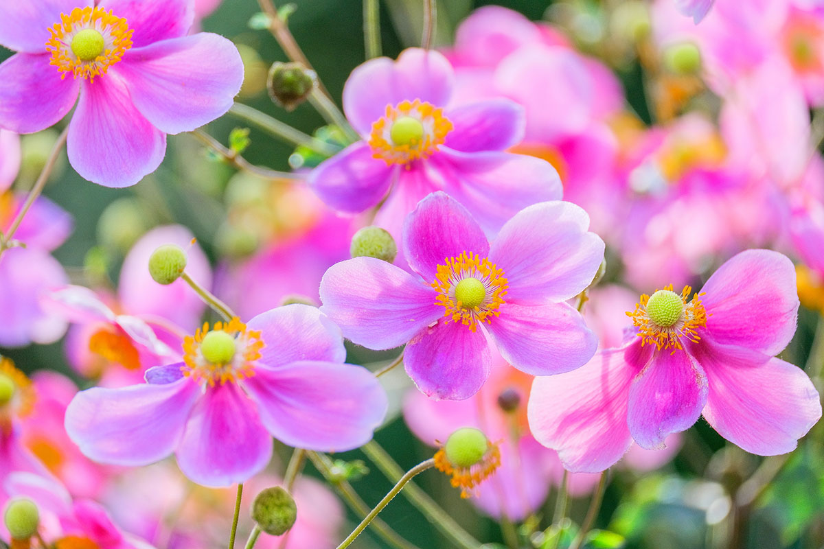 タイトル：ピンクの花20選！春夏秋冬の季節別に特徴を紹介の画像15