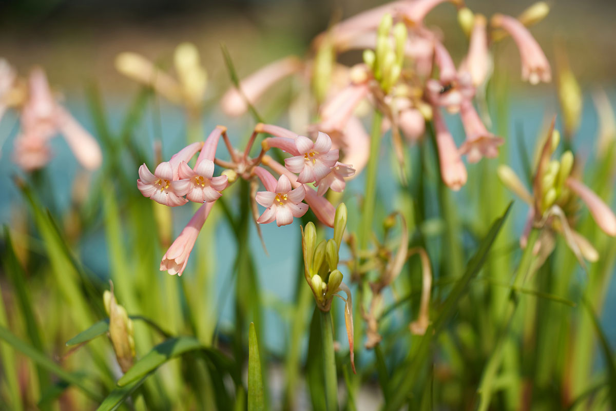 タイトル：ピンクの花20選！春夏秋冬の季節別に特徴を紹介の画像17