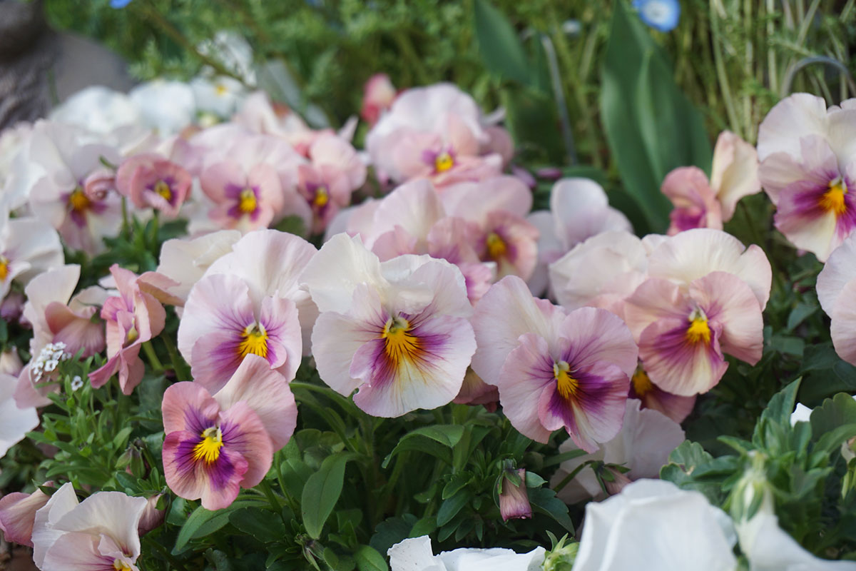 タイトル：ピンクの花20選！春夏秋冬の季節別に特徴を紹介の画像21