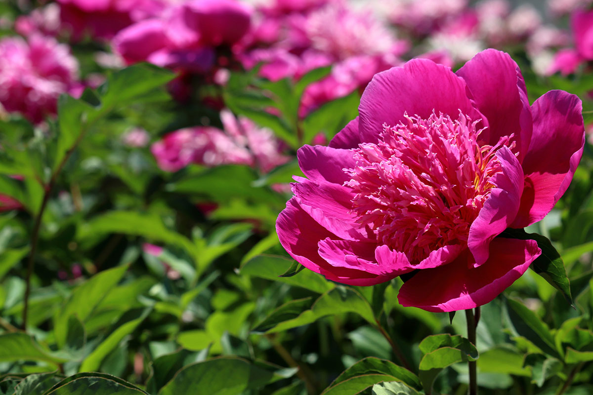 タイトル：ピンクの花20選！春夏秋冬の季節別に特徴を紹介の画像22