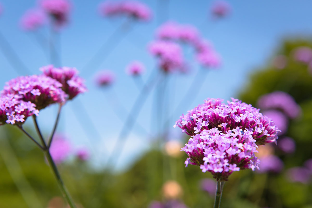 タイトル：ピンクの花20選！春夏秋冬の季節別に特徴を紹介の画像23