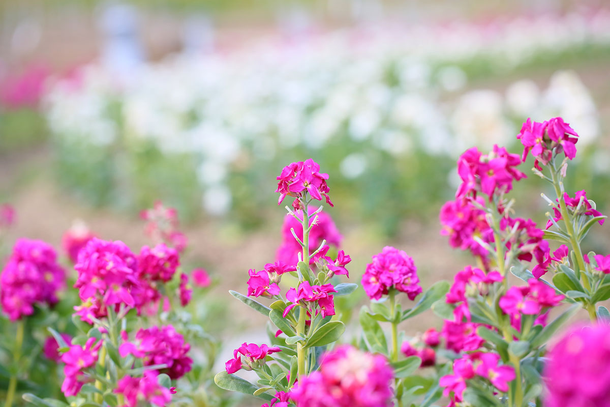 タイトル：ピンクの花20選！春夏秋冬の季節別に特徴を紹介の画像25