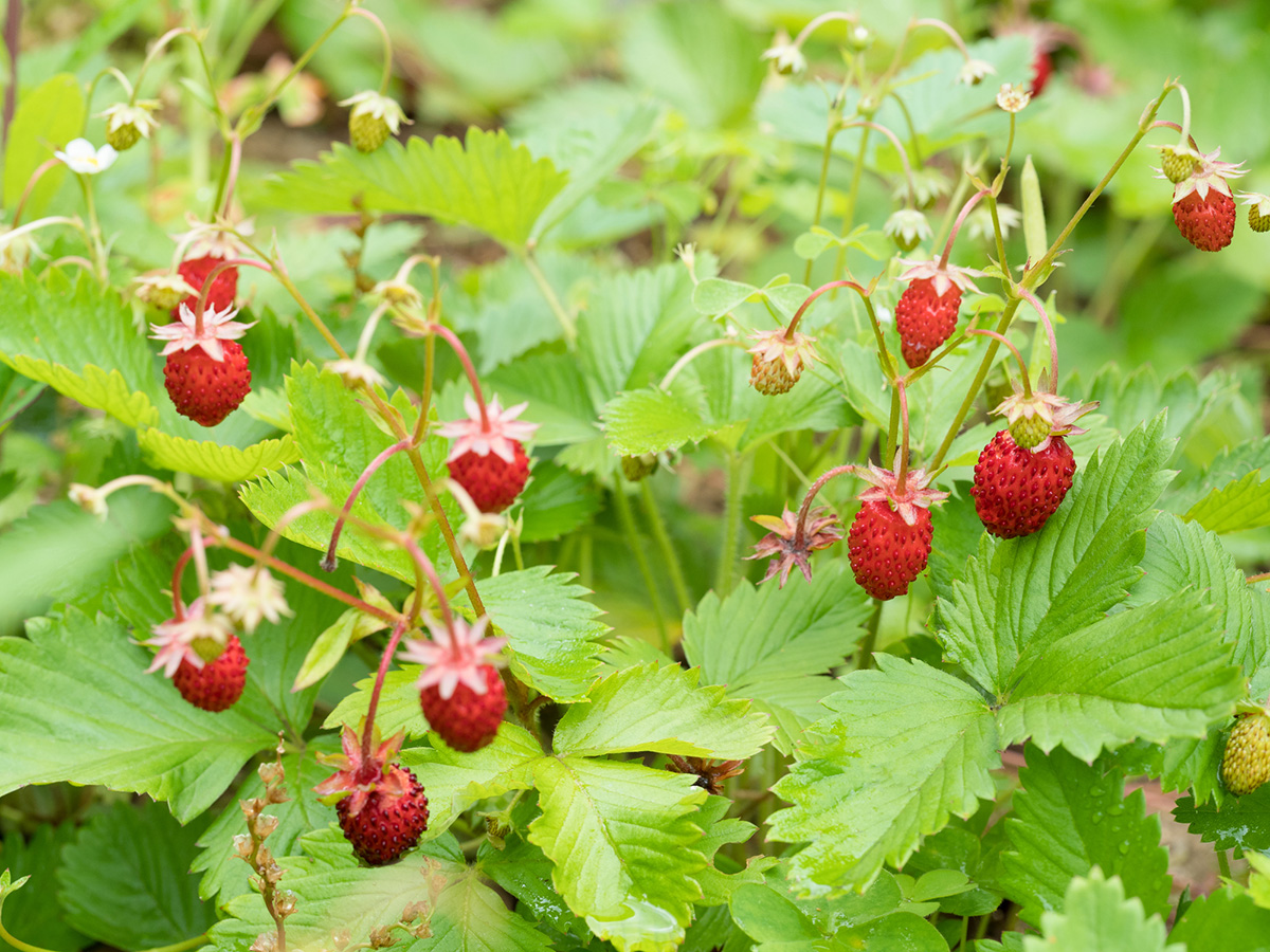 植えてよかったグランドカバーおすすめ10選！種をまくだけでOKの植物や常緑・日陰向けの花を紹介の画像04