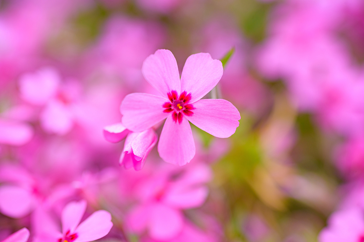 植えてよかったグランドカバーおすすめ10選！種をまくだけでOKの植物や常緑・日陰向けの花を紹介の画像05