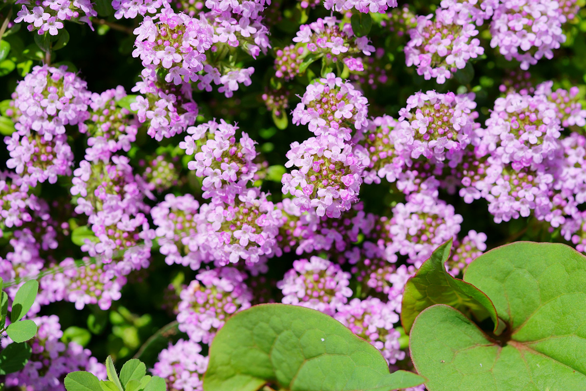 植えてよかったグランドカバーおすすめ10選！種をまくだけでOKの植物や常緑・日陰向けの花を紹介の画像07