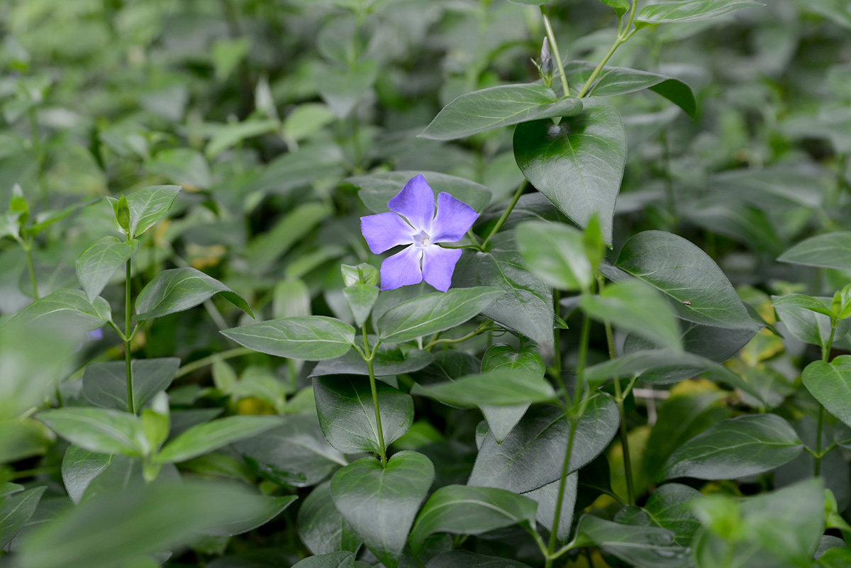 植えてよかったグランドカバーおすすめ10選！種をまくだけでOKの植物や常緑・日陰向けの花を紹介の画像09