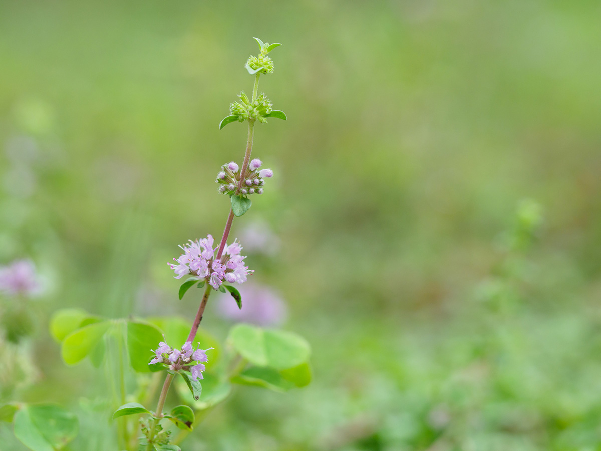 植えてよかったグランドカバーおすすめ10選！種をまくだけでOKの植物や常緑・日陰向けの花を紹介の画像10