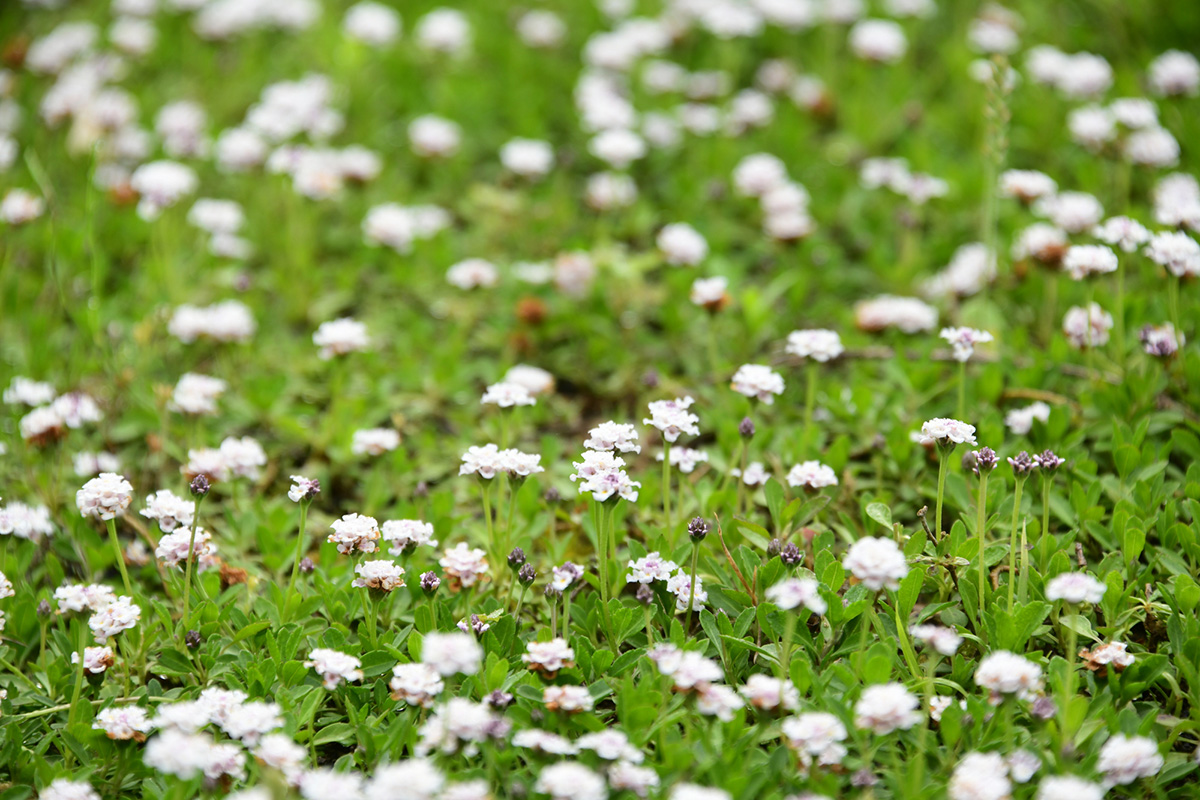 植えてよかったグランドカバーおすすめ10選！種をまくだけでOKの植物や常緑・日陰向けの花を紹介の画像12