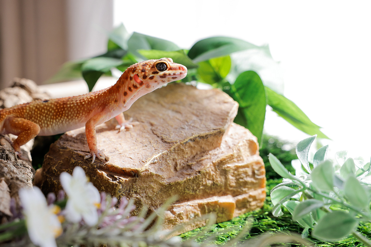 トカゲの飼い方は？ペットとして人気の種類や餌、寿命や飼育の注意点を解説の画像10